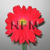 gerbera daisy flowers wholesale | red